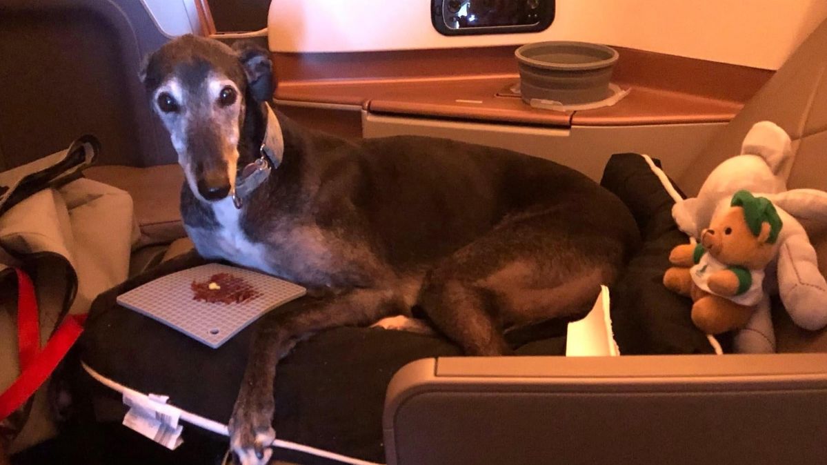 Changes in weight and size: ITA Airways, triggers new rules for bringing dog on board