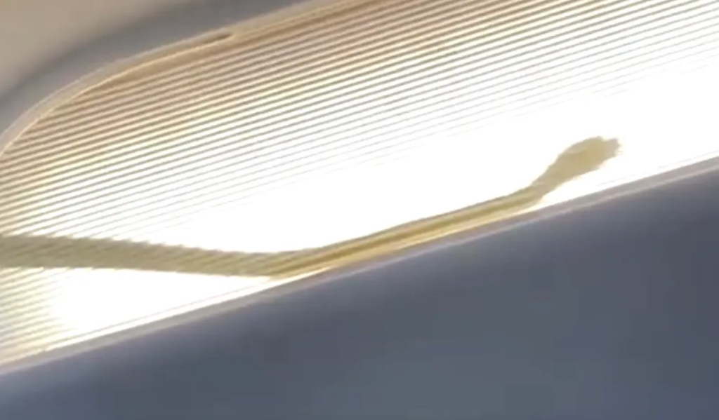 Air Asia flight forced to detour due to... a snake on board!