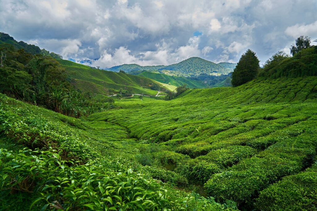 Malesia