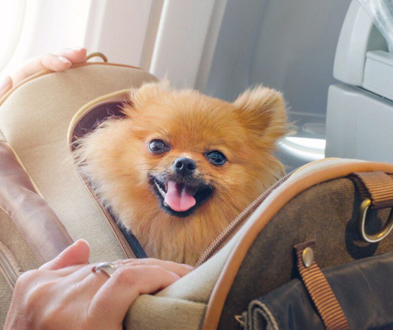 Traveling with a dog on a plane, is it possible?