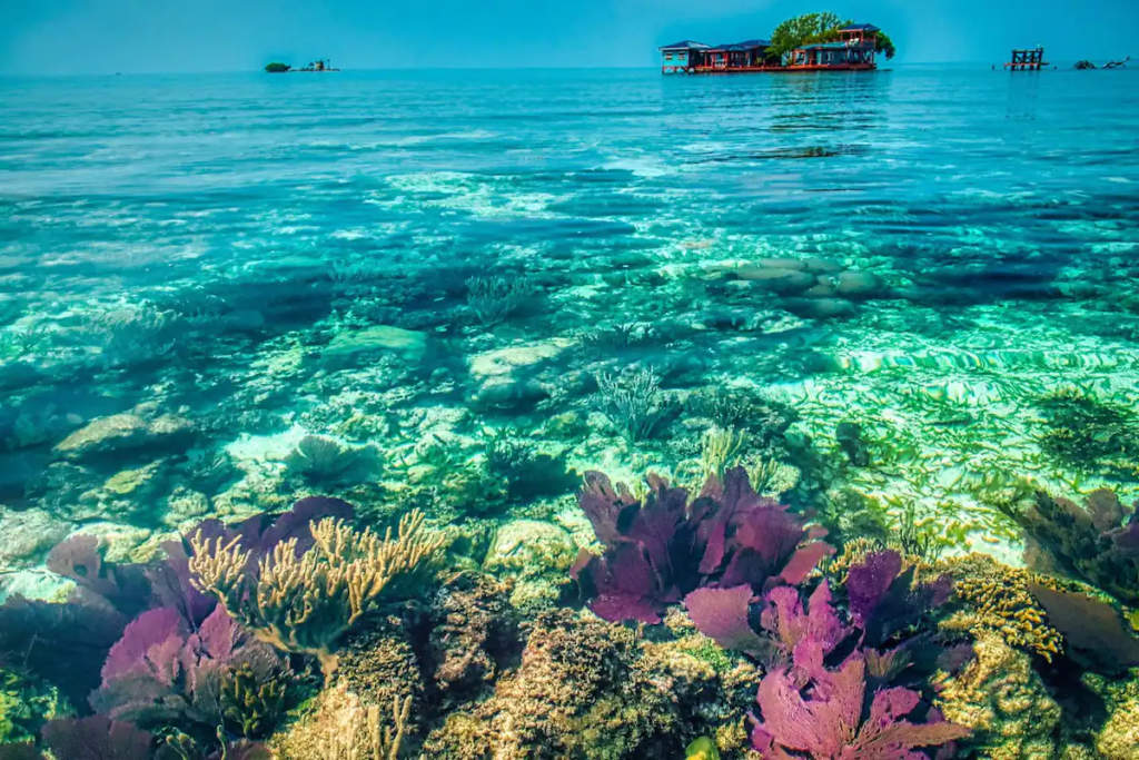 Bird Island Reef