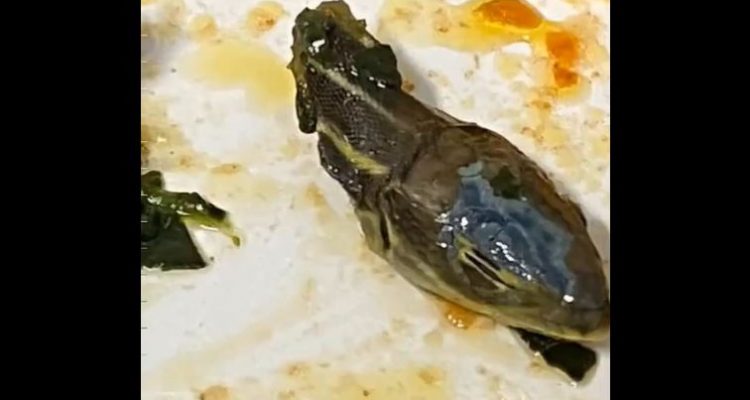 Assistente di volo trova una testa di serpente in un’insalata su un volo SunExpress