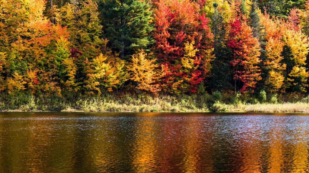 Tempo di foliage: per chi non vuole andare in Giappone, ecco dove vederlo