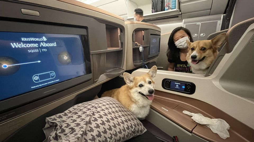 dogs in business class
