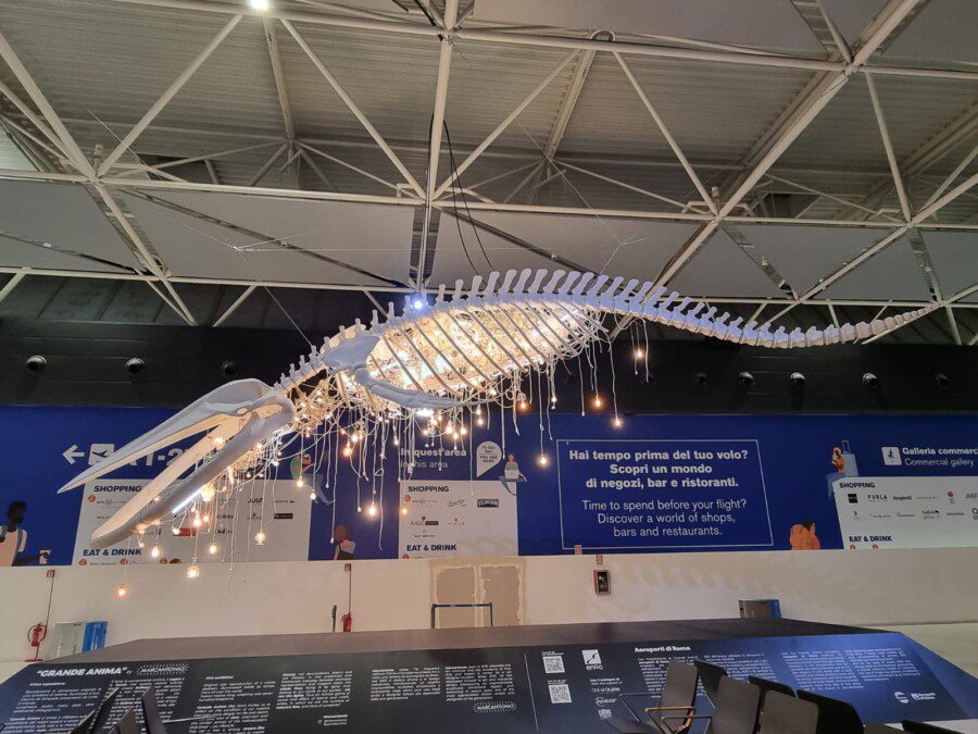 A 700kg whale washed up in the heart of Fiumicino airport