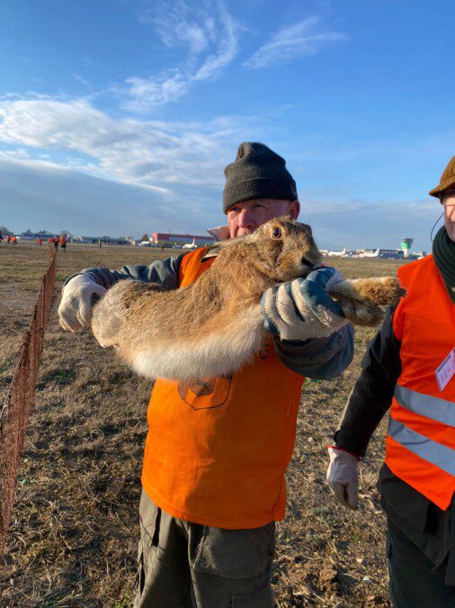 Hunting for hares inside Bergamo airport: caught 23 specimens