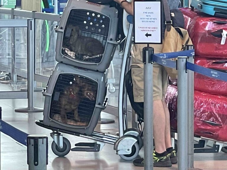 Dogs yes, rabbits no -- how it works with animals in the cabin. And hawks get on Etihad, too